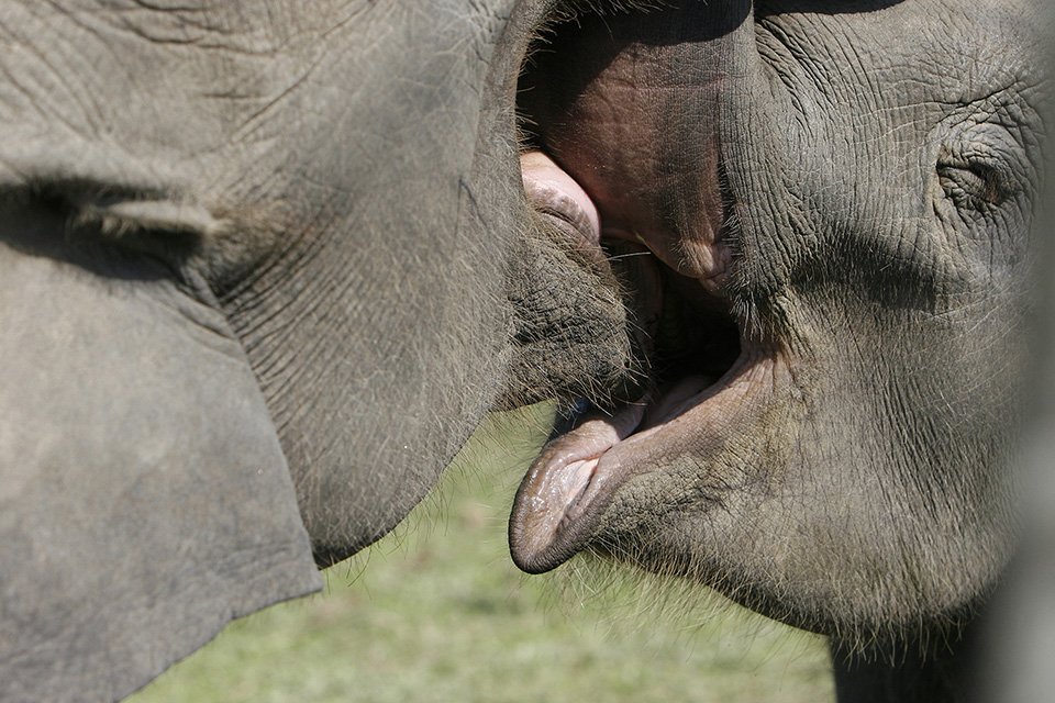 Kissing elephants Kissing elephants
