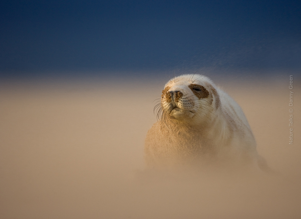 Nature Talks Photo Festival Danny Green Grey Seal Pup in a sandstorm