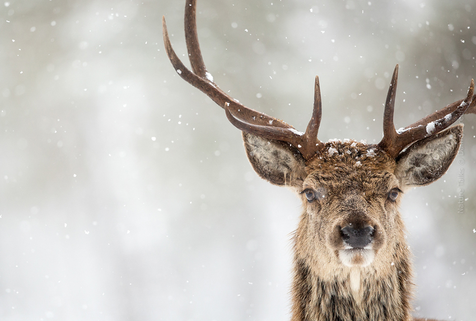 Nature Talks Photo Festival Danny Green Red Deer and Snow