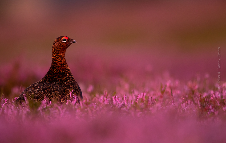 Nature Talks Photo Festival Danny Green Red Grouse amongst the heather