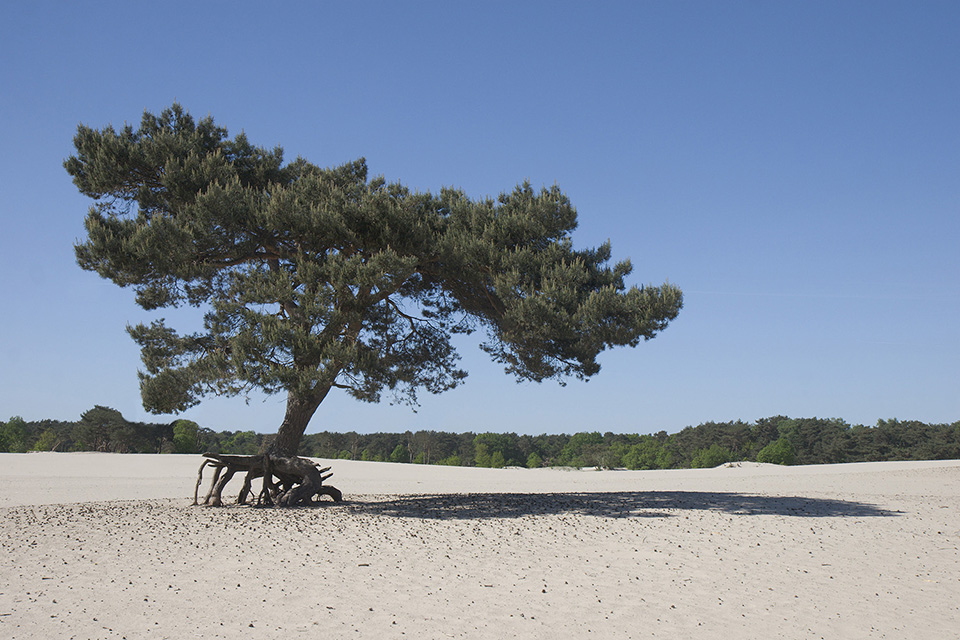 Soesterduinen strijklicht Soesterduinen strijklicht