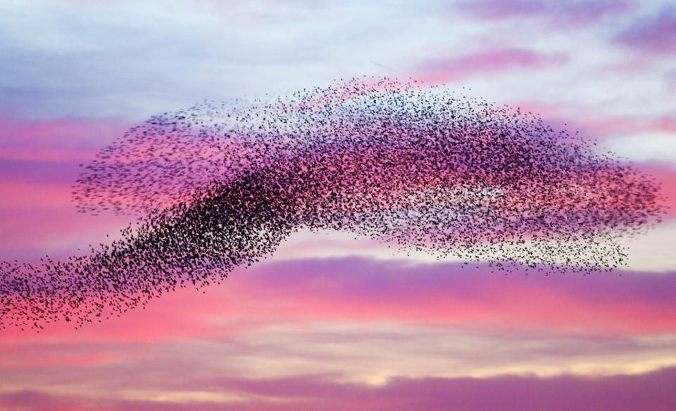 Spreeuw Common Starling Sturnus vulgaris Daan Schoonhoven Buiten beeld 244495 7 Custom