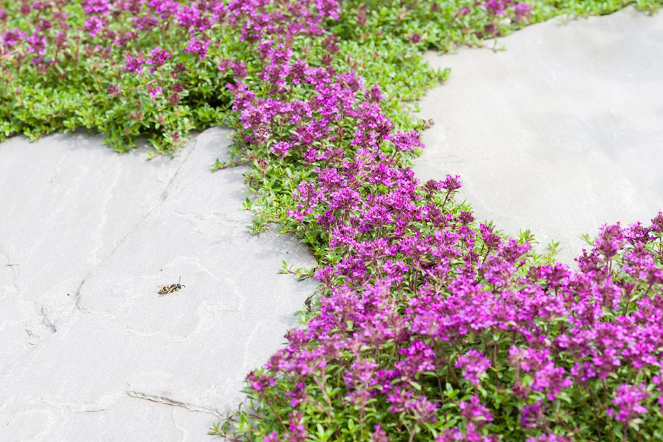 Tuin fotografieklaar maken Tuin fotografieklaar maken