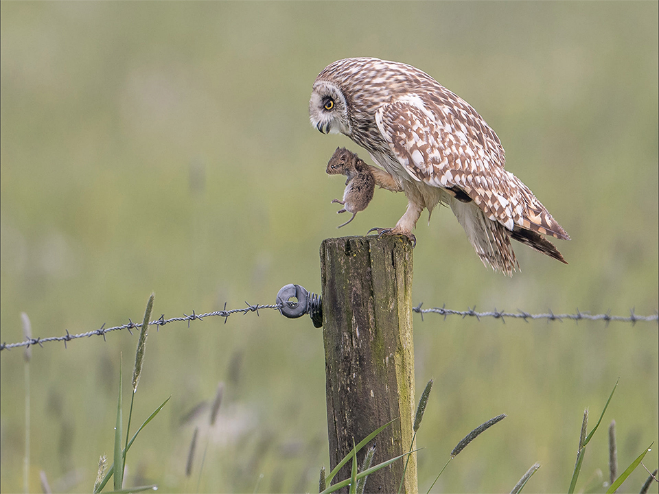 Velduil peuzelt muis op Zwolle april 2016