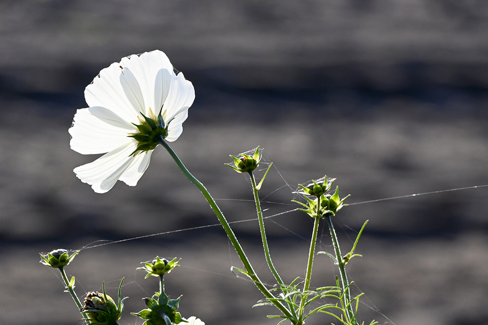 DSC0449 DSC0449