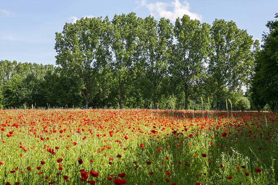 Klaprozenveld Klaprozenveld
