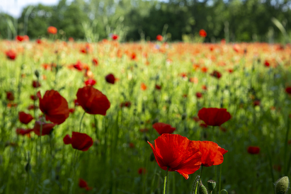 Klaprozenveld