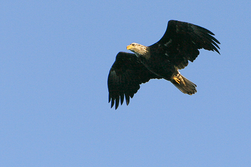 Bold Eagle