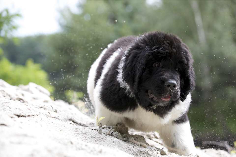 Actiefoto hond Actiefoto hond
