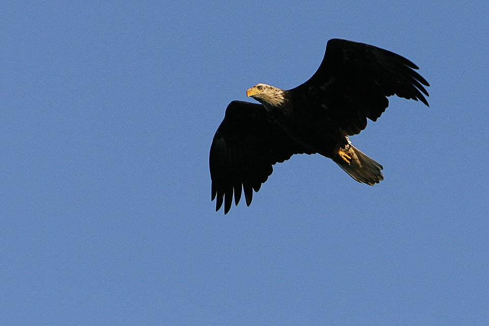 Bald eagle in flight