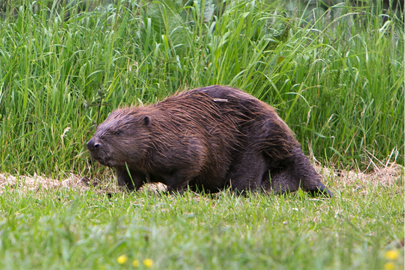 Biesbosch Biesbosch