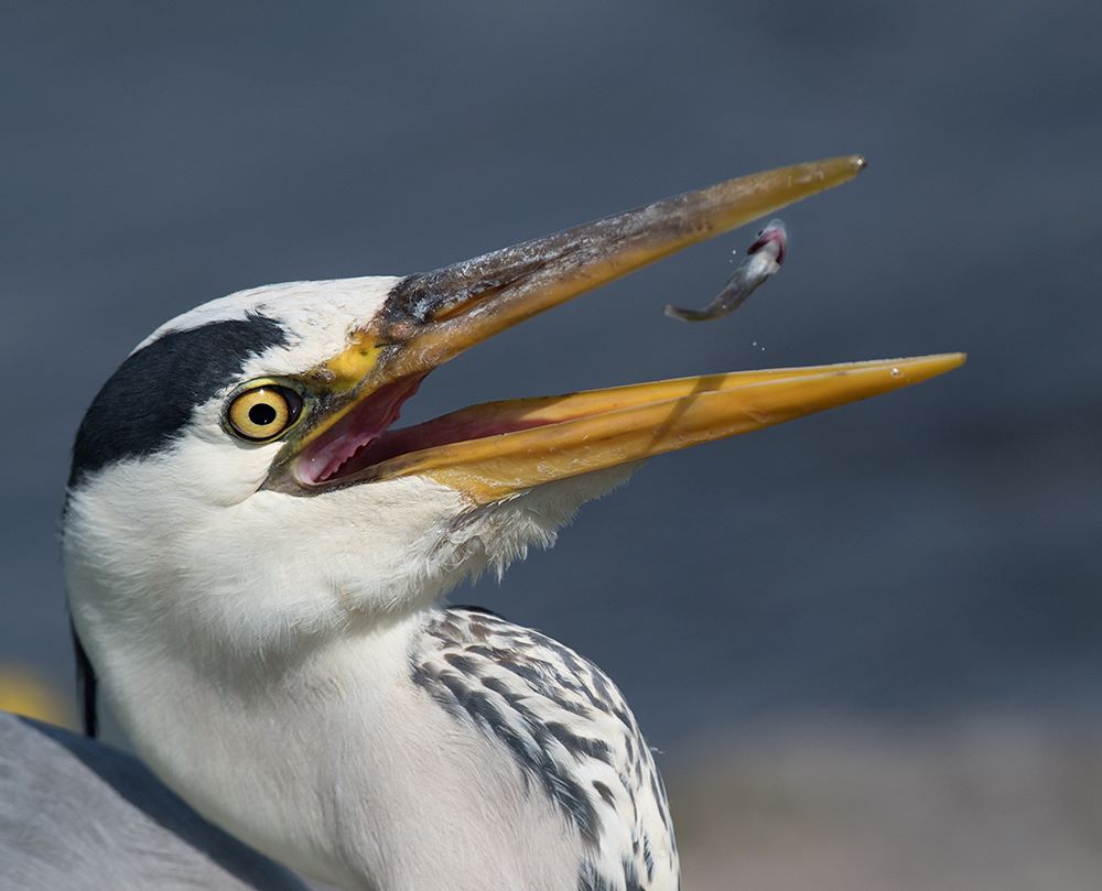 Blauwe reiger