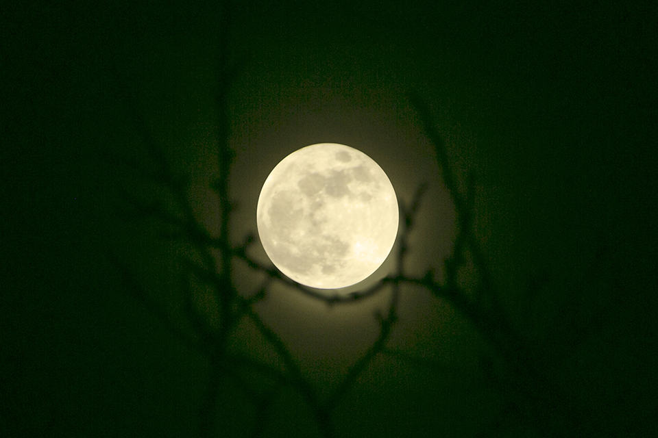 Blauwe superbloedmaan. Foto: Michelle Peeters Blauwe superbloedmaan. Foto: Michelle Peeters