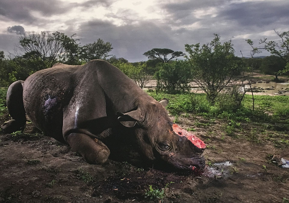 Brent stirton