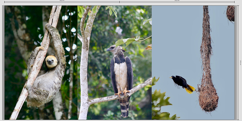 Cewe Kaisergebergte Suriname