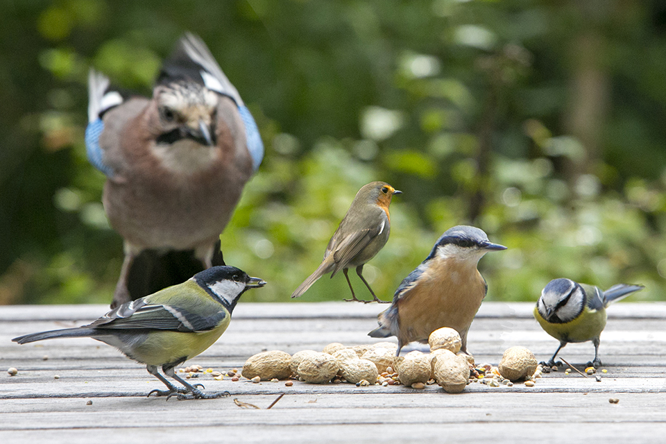 Compilatie vogels