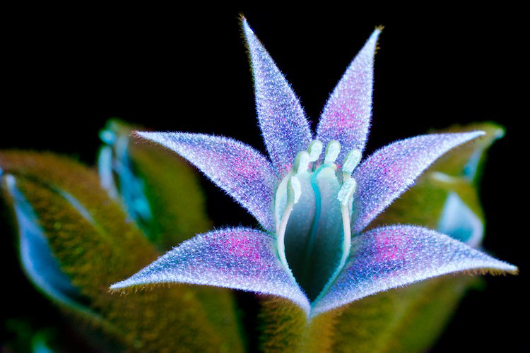 Craig burrows ultraviolet flower