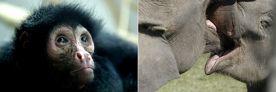 Emoties bij dieren