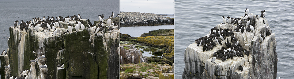 Farne eilanden