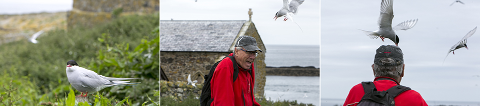 Farnes - agressieve noordse sterns