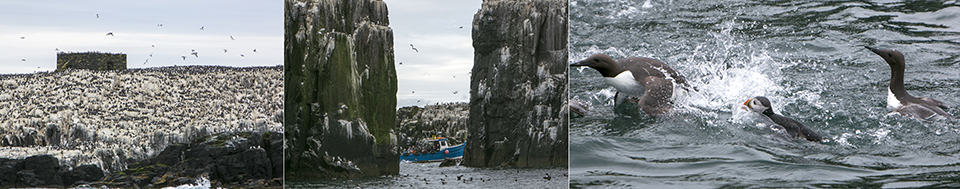 Farnes boottocht