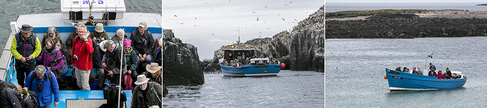 Farnes eilanden boottocht