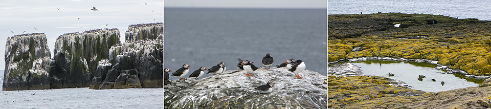 Farnes eilanden