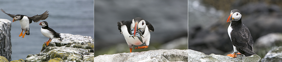 Farnes papegaaiduikers