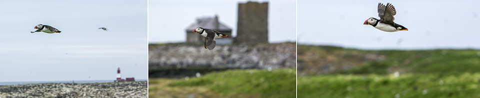 Farnes vuurtorens - papegaaiduikers in de vlucht