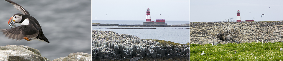 Farnes vuurtorens