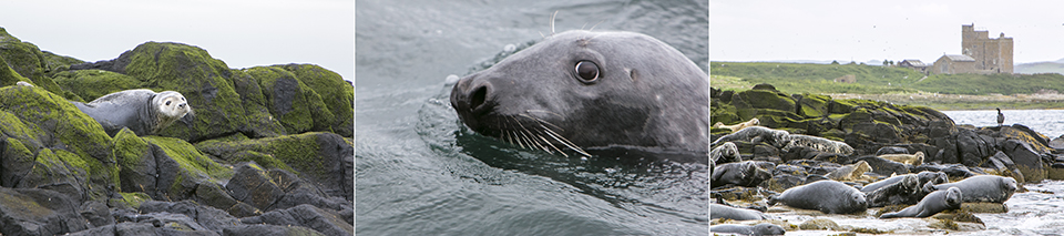 Farnes eilanden- grijze zeehonden