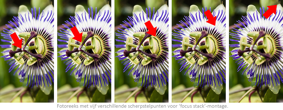 Focus stack montage Focus stack montage