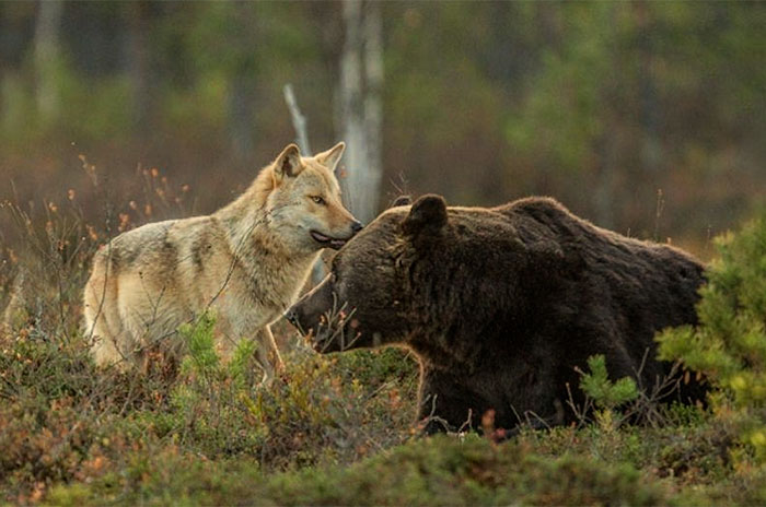 Grijze wolf bruine beer vriendschap 1