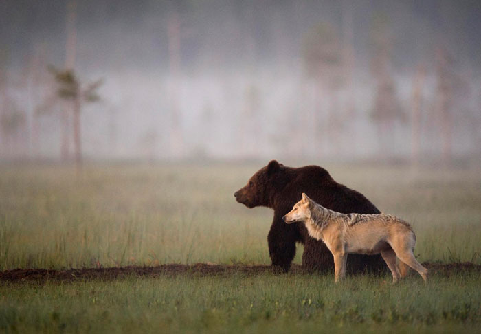 Grijze wolf bruine beer vriendschap 2