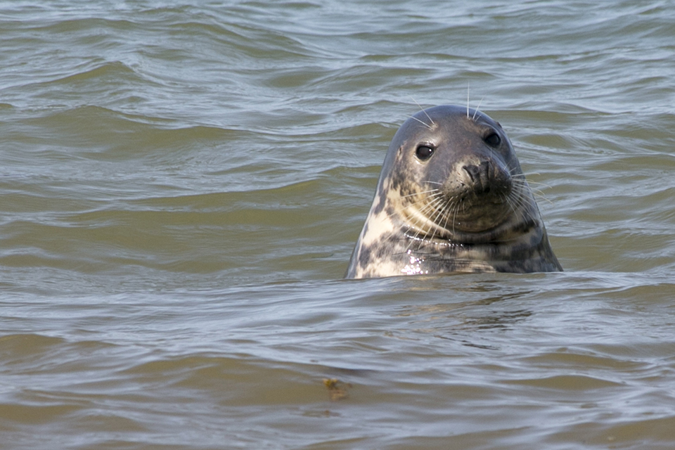 Grijze zeehond