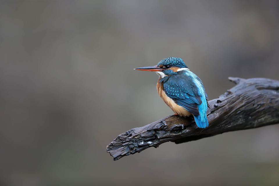 Harry kiewiet bijvangst ijsvogel