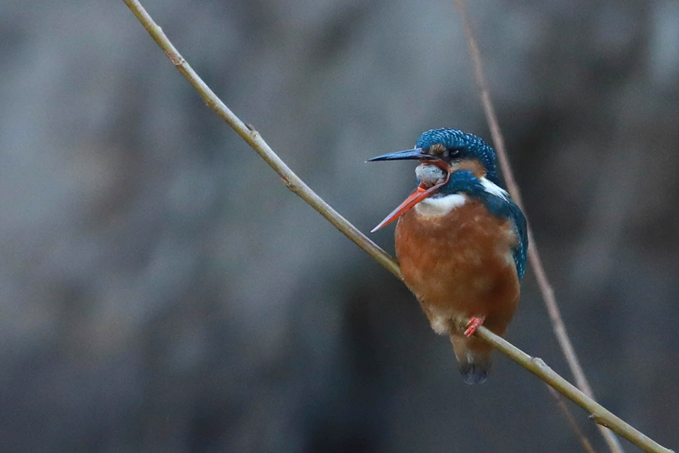 Harry Kiewiet - ijsvogel met braakbal