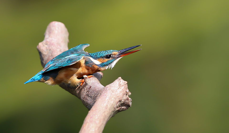 Harry kiewiet ijsvogel dreiging 1