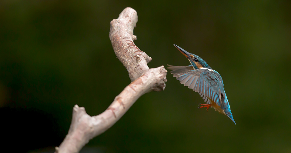 Harry Kiewiet ijsvogel in vlucht