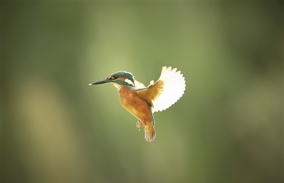 Harry Kiewiet ijsvogel in vlucht