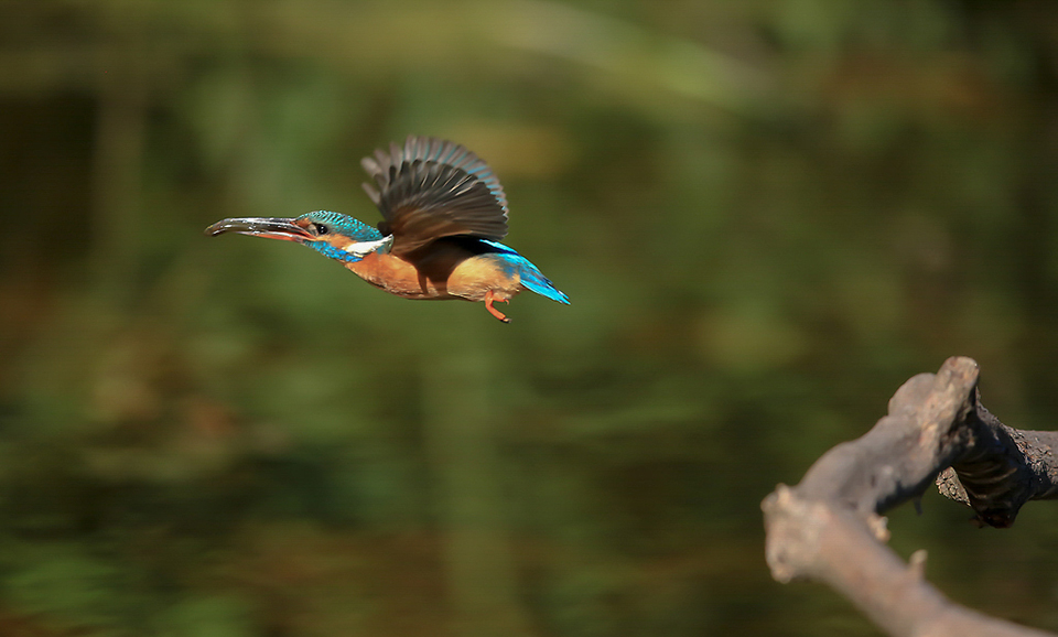 Harry Kiewiet - ijsvogel in vlucht met vis 