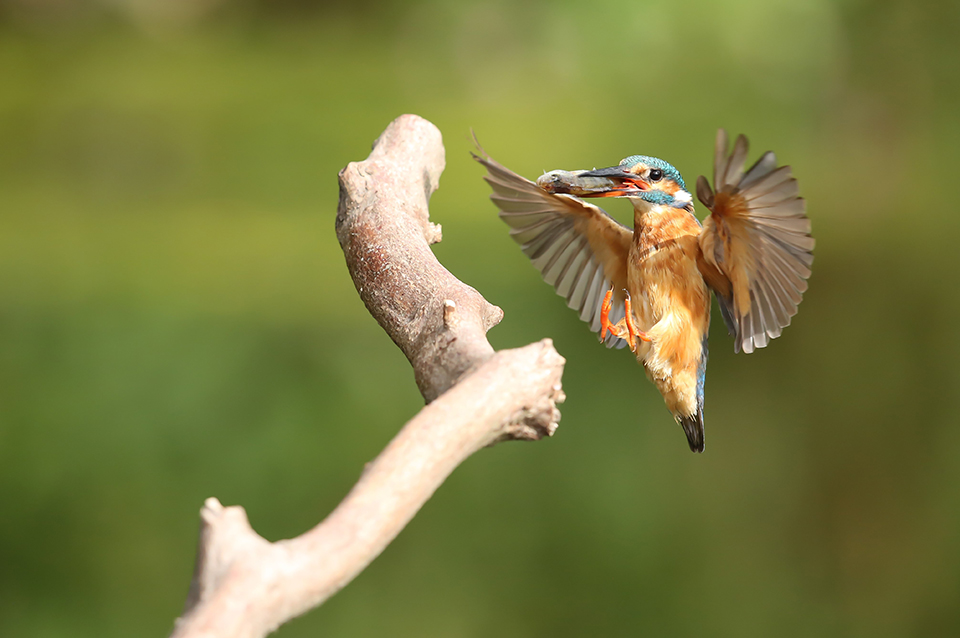 Harry Kiewiet - ijsvogel in vlucht met vis 