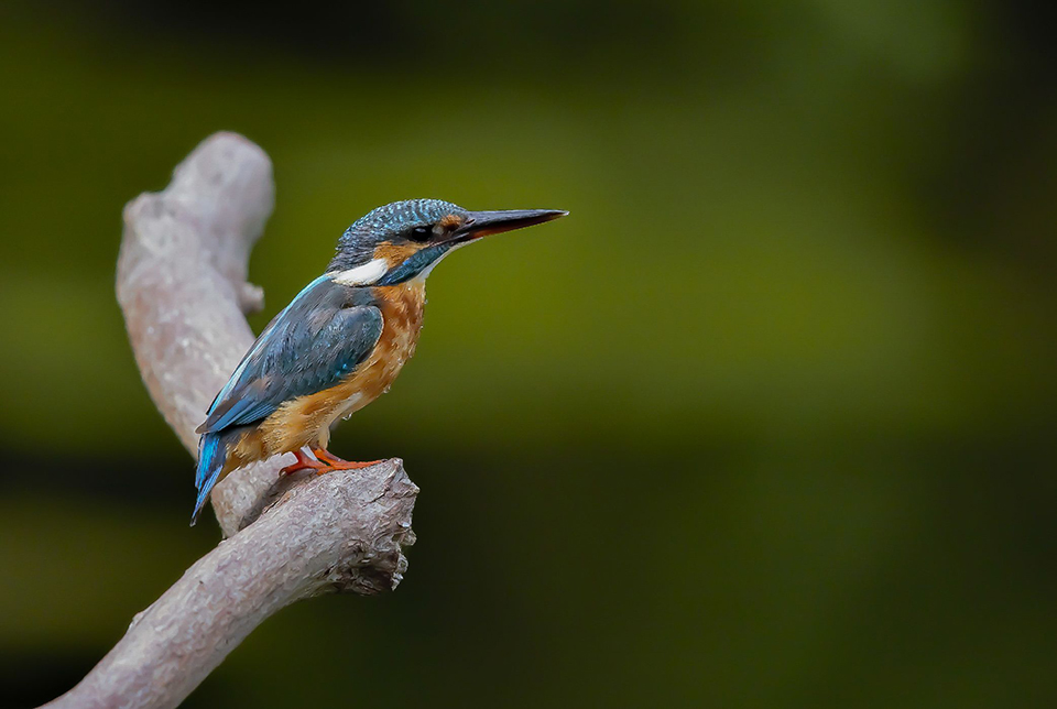 Harry kiewiet ijsvogelhut Harry kiewiet ijsvogelhut