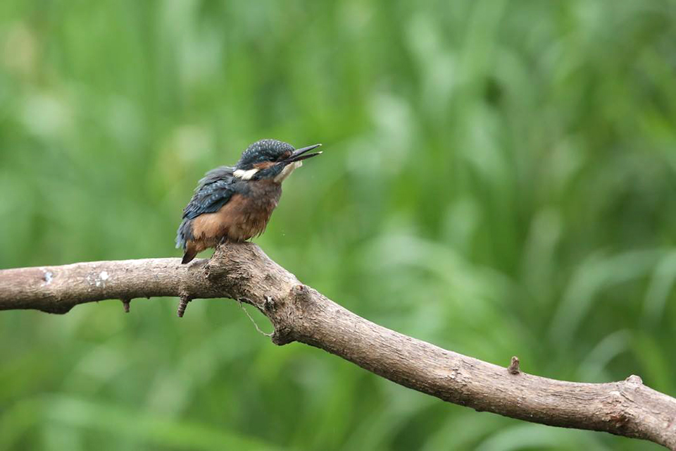 Harry Kiewiet - jonge ijsvogels