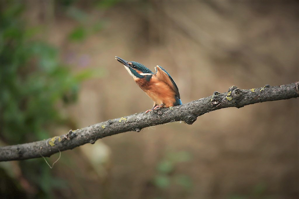 Harry Kiewiet - jonge ijsvogels