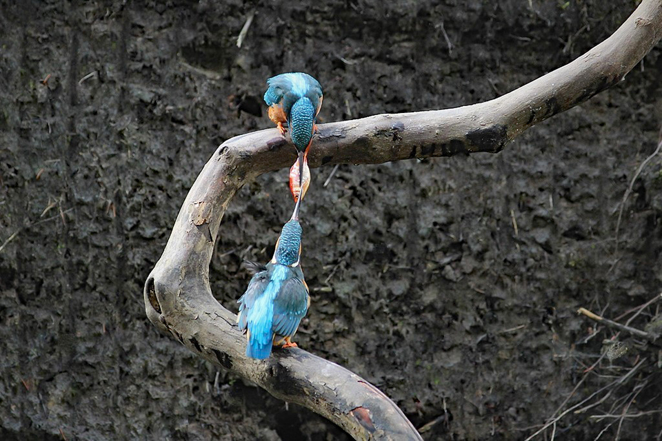 Harry kiewiet kingfisher goudvis overdracht