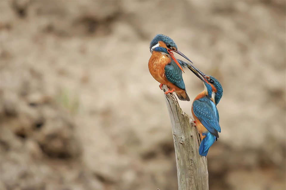 Harry kiewiet kingfisher salamander overdracht