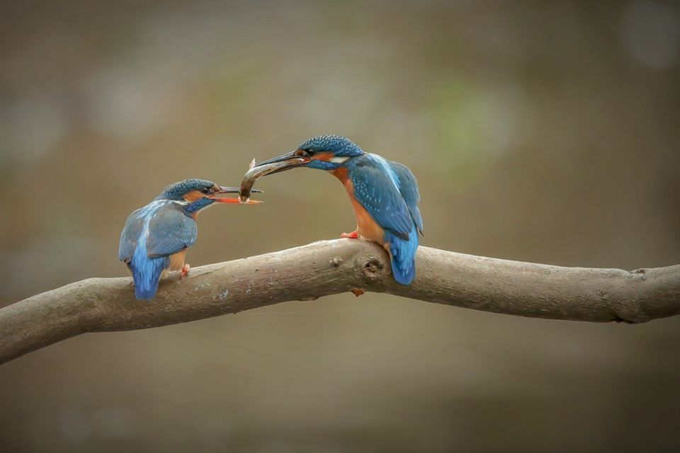Harry kiewiet kingfisher vis overdracht 2 Harry kiewiet kingfisher vis overdracht 2