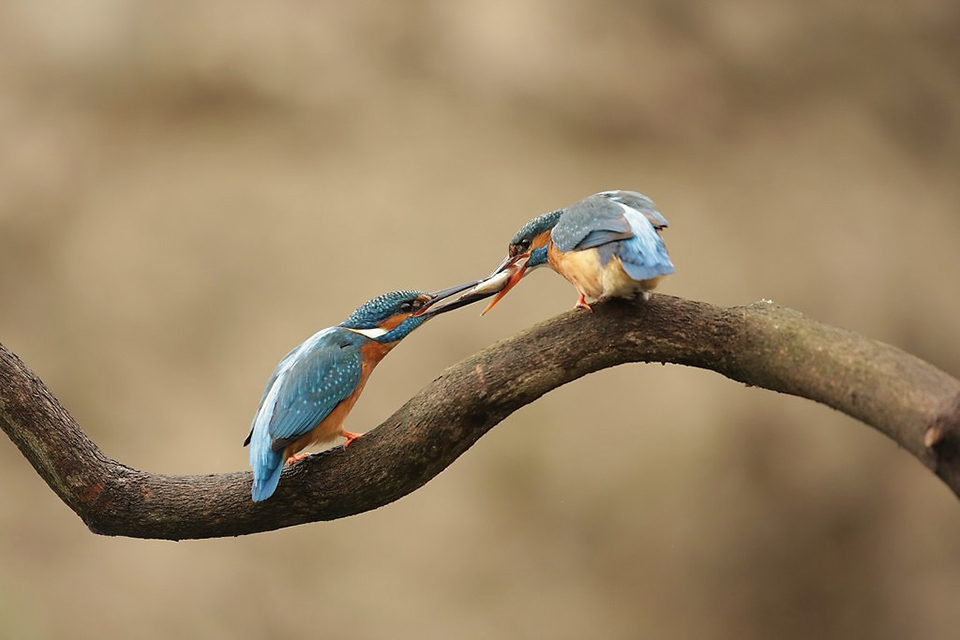 Harry kiewiet kingfisher vis overdracht 4