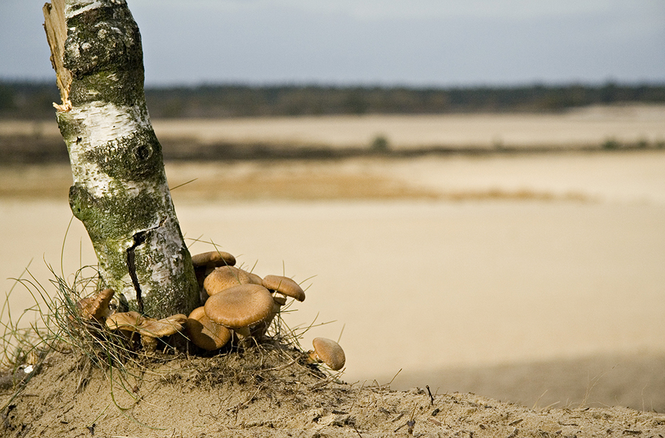 Herfstfoto - zandverstuiving Herfstfoto - zandverstuiving